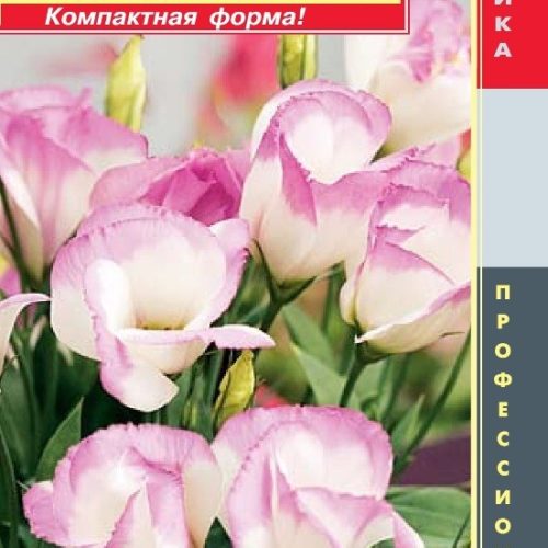 Эустома F1 (серия Sapphire) Сапфир Бело-розовая Агроника 10шт