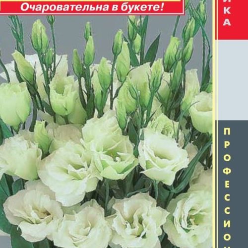 Эустома Зеленая аллея махровая