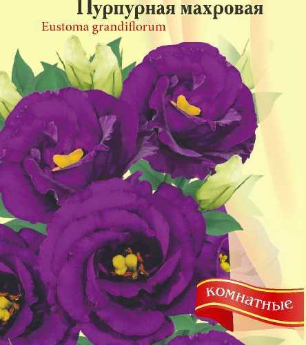 Эустома серия ABC Пурпурная махр.