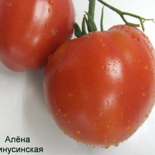 алена минусинская