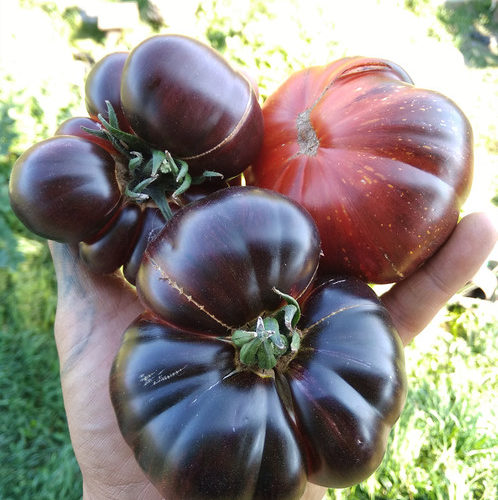 буйная красота