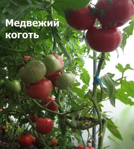 медвежий-коготь3