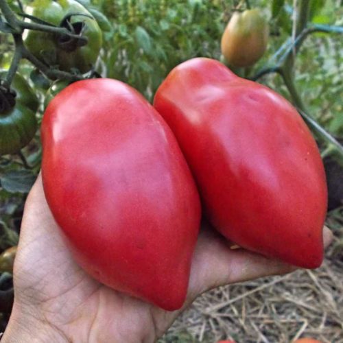 минусинские стаканы розовые