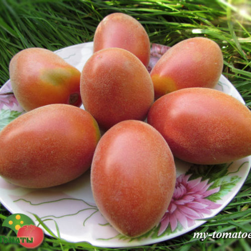 мохнатый шмель