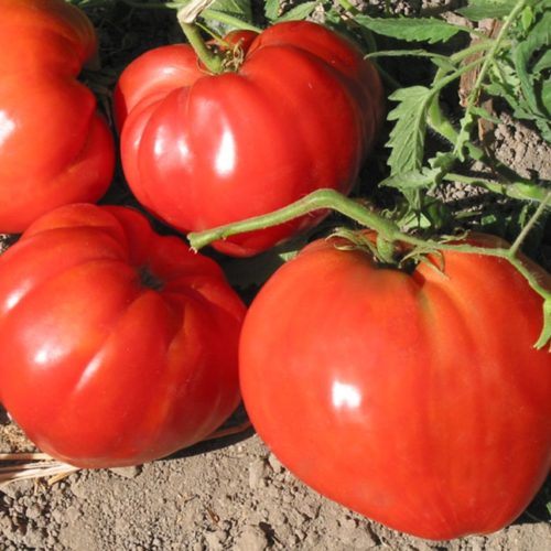 немецкая красная клубника