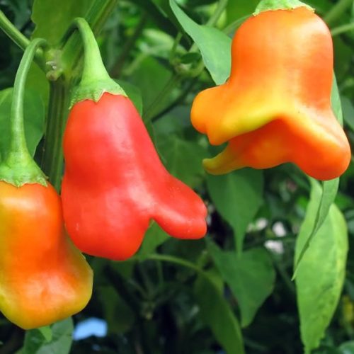 непальский колокол