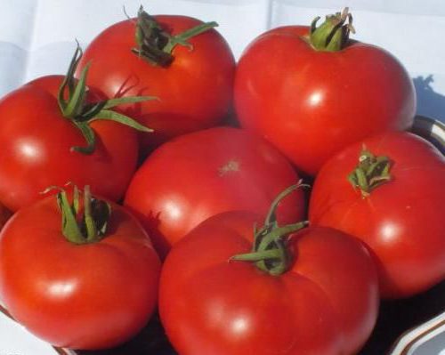 plody-tomata-mongolskiy-karlik