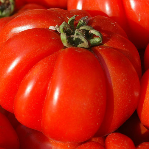 pomodoro-Riccio-di-Parma