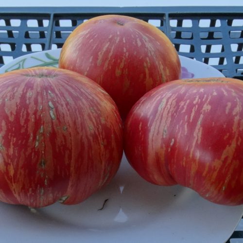 пышная королева