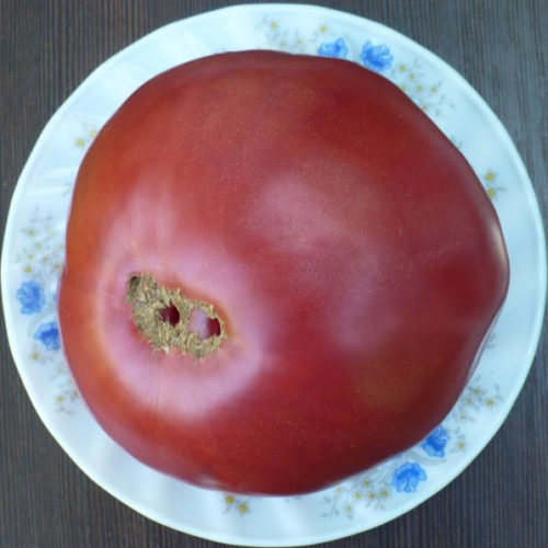 semena-tomatov-ot-v-d-popenko-na-2018-god-36