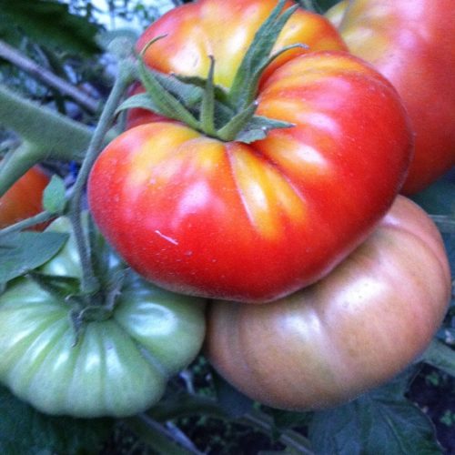 tomat-02-131-01