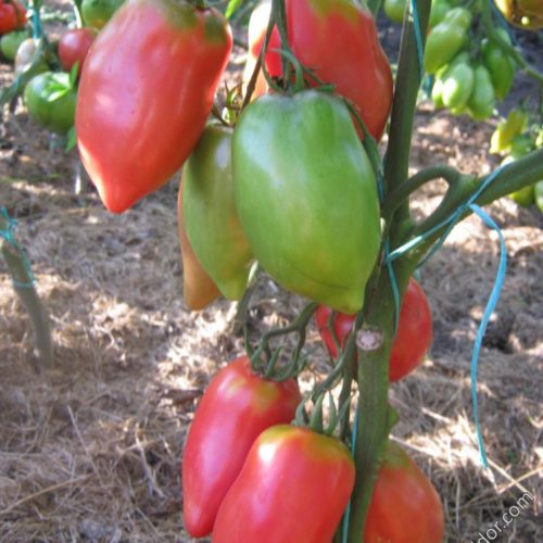 томат бычье сердце минусинское кистевое