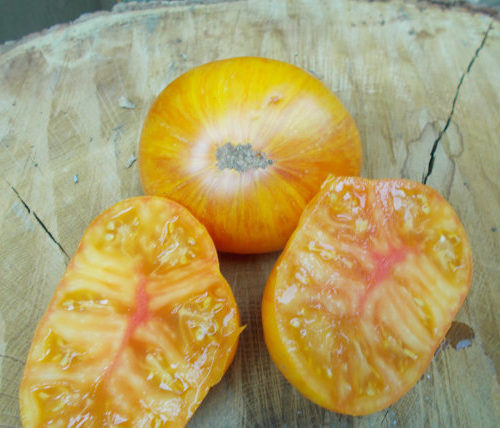 Большая жёлтая зебра (Big Yellow Zebra3