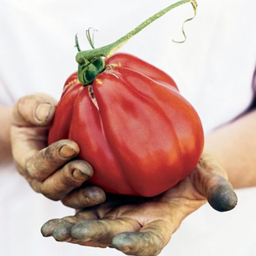 Кунео- гигантская груша (Cuneo Giant Pear)