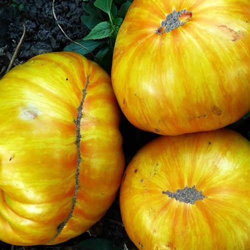 Томат Большая жёлтая зебра (Big Yellow Zebra)