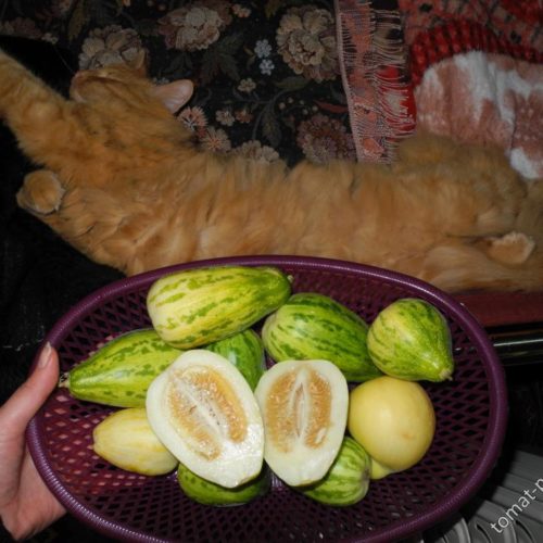 Дыня корейская Мечта сибарита (Мечта лентяя)ЛУЧШЕ