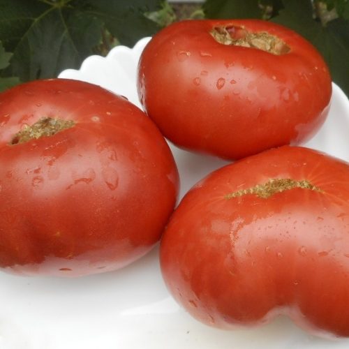 Минусинский плоскоокруглый