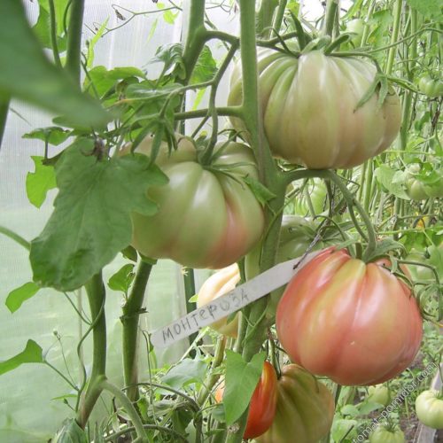 Монте Роза ( Monterosa) 1