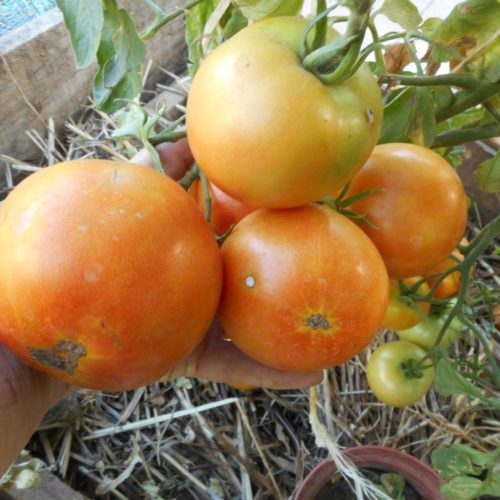 богдан гал 2