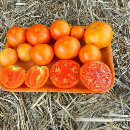 богдановский осн