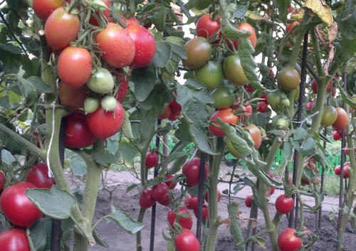 скороспелка