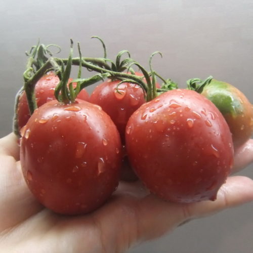 сызранская-скороспелка-6-1024x768