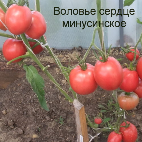 воловье-сердце-минусинское-11