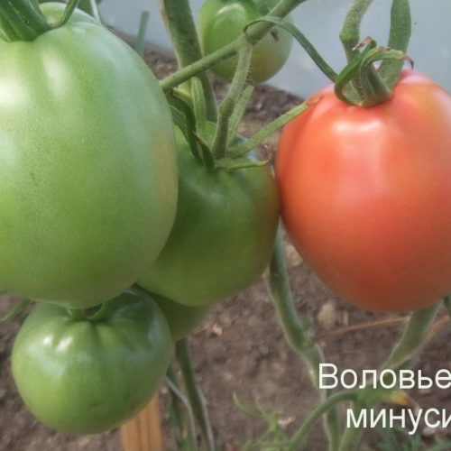 воловье-сердце-минусинское-6