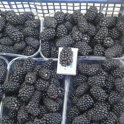 398065798079440z-sazhency-maliny-ezheviki-812621