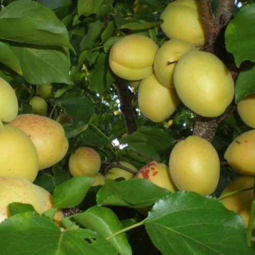 Abrikos-ananasnyj-preimushhestva-vyrashhivaniya-v-fruktovom-sadu