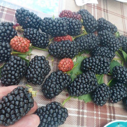 SAM_9521-e1532413022474