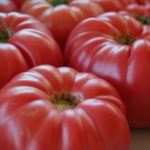 Сызранские коллекционные томаты