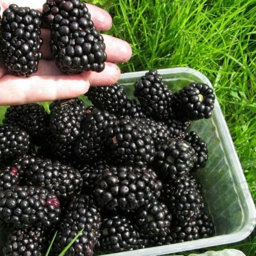 c3abdacf881fef2b07bb89a19fa36625