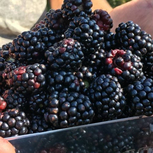 честер лучше