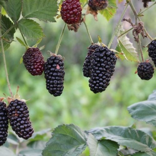 ezhevika_chester_3_23150814-1024x1024