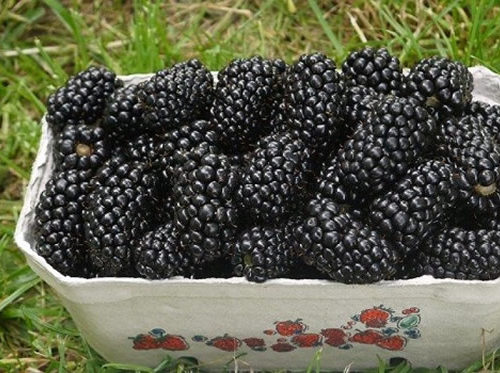 gVeAwoEmv5l3mm2kQqHRRg