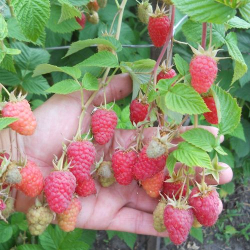 краса главн