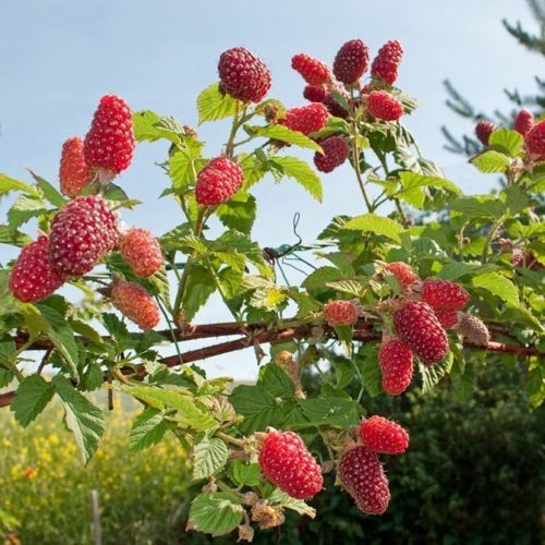 крепыш гал2