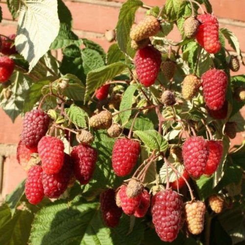 крепыш главн