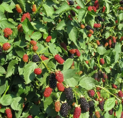 натчез гал2