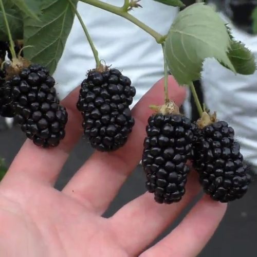 натчез главн