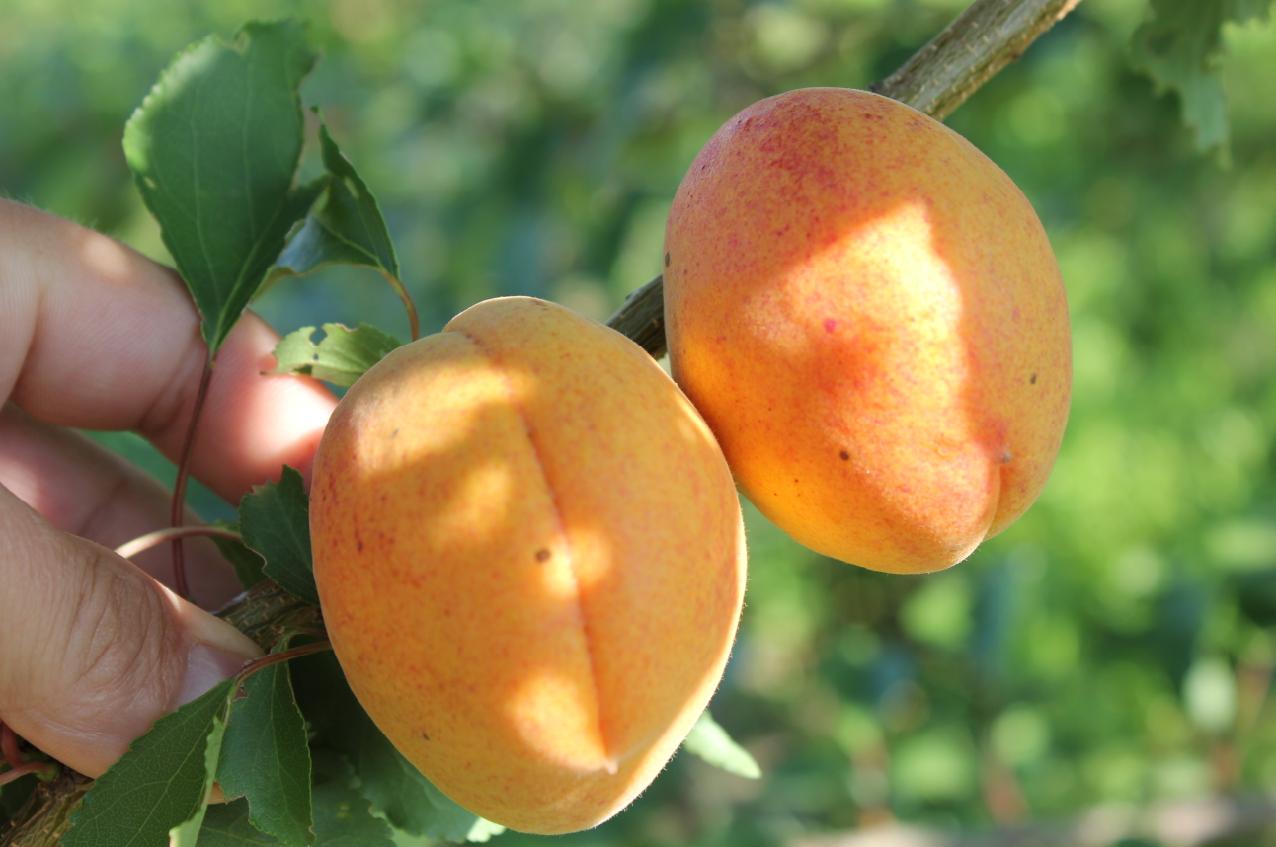 Необычные сорта зимостойких абрикосов: Черный бархат, Персиковый, Ананасный