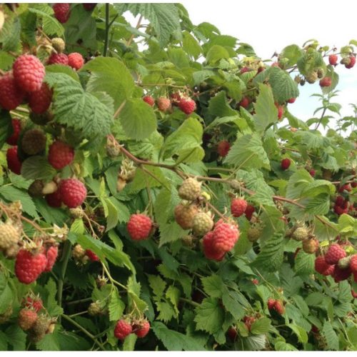 шот галер куст