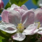 tree-branch-blossom-plant-flower-petal-bloom-spring-botany-pink-flora-wildflower-shrub-beautiful-apple-tree-macro-photography-apple-blossom-flowering-plant-land-plant-1156067