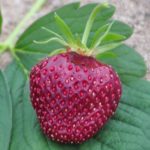 fraisier-cherry-berry-86091-fr