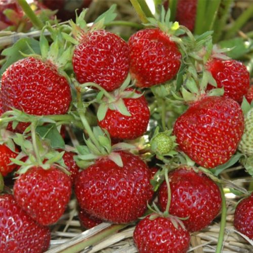 hummi-erdbeeren