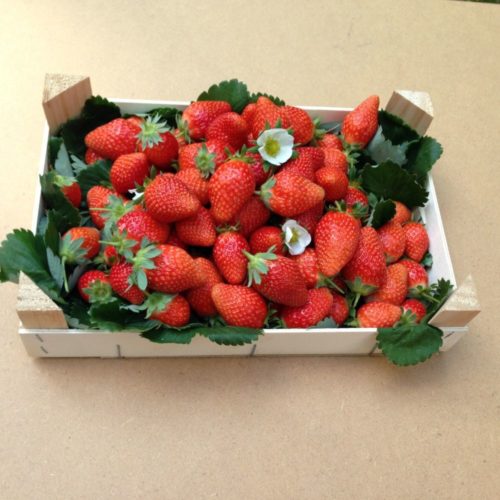 34076-fraisier-mariguette-le-lot-de-20-2
