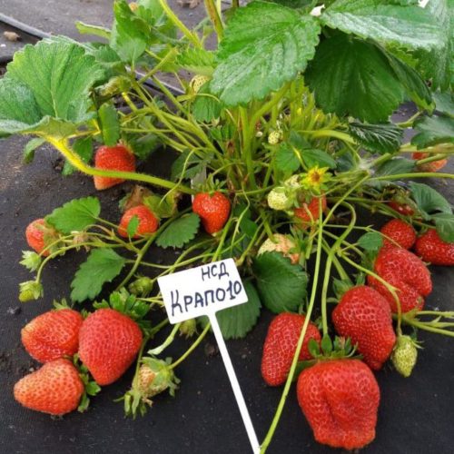 9844499-klubnika-rassada-remontantnaya
