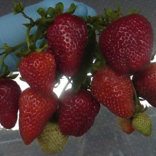 Крапо-10-600x532