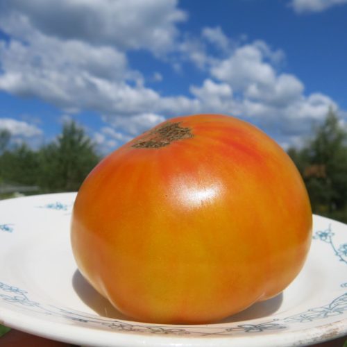 2-Страйпед-Герман-5